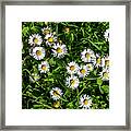 Colorful Flower Meadow With Blossoms Of Dandelion And Daisies Framed Print