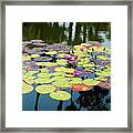 Colorful Flowered Lilly Pads On Pond Framed Print