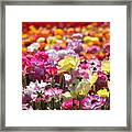 Colorful Flowers Framed Print
