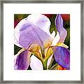 Colorful Iris Framed Print