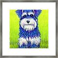 Colorful Miniature Schnauzer Dog Framed Print