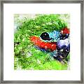 Colorful Parrot - 22 Framed Print