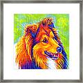 Colorful Shetland Sheepdog Framed Print