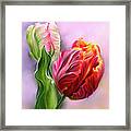 Colorful Spring Tulips With Leaf Framed Print