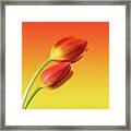 Colorful Tulips Framed Print