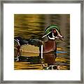 Colorful Wood Duck Quacking Framed Print