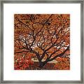 Colors Of Fall Framed Print