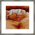 Comforts Of Home Framed Print