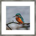 Common Kingfisher, Acedo Atthis, Sits On Tree Branch Watching For Fish Framed Print