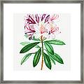 Common Rhododendron Framed Print