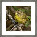 Common Yellowthroat In Summer Framed Print