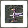 Comorant Reflects Framed Print