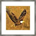 Conowingo Eagle In Golden Light Framed Print