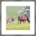 Contentment - Mare And Foal In A Meadow Framed Print
