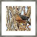 Cooper's Hawk Framed Print