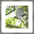 Cooper's Hawk Juvenile Learning To Fly Framed Print
