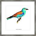 Coracias Garrulus Lin Framed Print