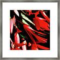 Coral Beauty Framed Print