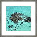 Coral Bombies Framed Print