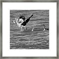 Cormorant Chasing A Heron With A Fish Black And White Framed Print