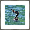 Cormorant Swallowing Large Fish Framed Print