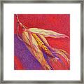 Corn Cob Framed Print