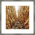 Corn Framed Print