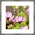 Cosmos Aka Mexican Aster Framed Print