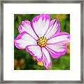 Cosmos Candy Stripe Framed Print