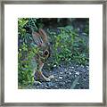 Cottontail Rabbit Grooming In A Garden Framed Print