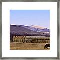 Cow And Hay Bales In Autumn Framed Print
