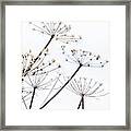 Cow Parsley Seed Heads Framed Print