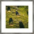 Cows Grazing At Mount Olympus Framed Print