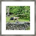 Cows In A Field In Grt Langdale, England Framed Print