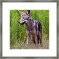 Coyote #3976 Framed Print
