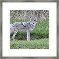 Coyote Framed Print