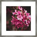 Crabapple Framed Print