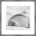 Crabeater Seal Frozen Drool Pile Bw-sc Framed Print