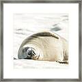 Crabeater Seal Frozen Drool Pile Raw Color Framed Print