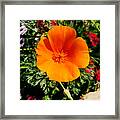 Creamsicle Blossom Framed Print