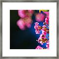 Crepe Myrtle Pink Framed Print