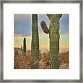 Crested Cactus Framed Print