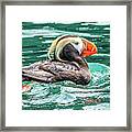 Crested Or Tufted Puffin Framed Print