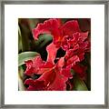 Crimson Cattleya Orchids Framed Print