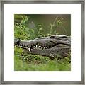 Crocodile Smile Framed Print