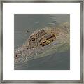 Crocodile With Dragonfly Framed Print
