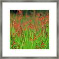 Crocosmia Montbretia On A Sunny Day Framed Print