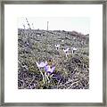 Crocuses Framed Print