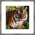 Crouching Tiger Framed Print