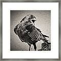 Crow Framed Print